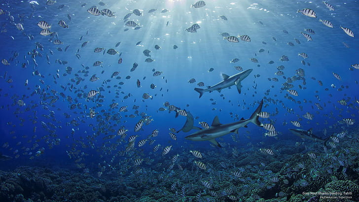 Кормление серых рифовых акул, Таити, Ocean Life, HD обои