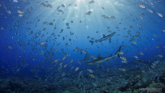 Karmienie rekinów szarej rafy, Tahiti, życie w oceanie, Tapety HD HD wallpaper