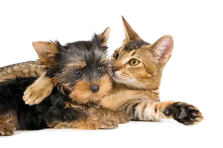 braune Katze der getigerten Katze und Schwarzweiss-Yorkshire-Terrier, Yorkshire-Terrier, Katze, Paar, Freundschaft, HD-Hintergrundbild