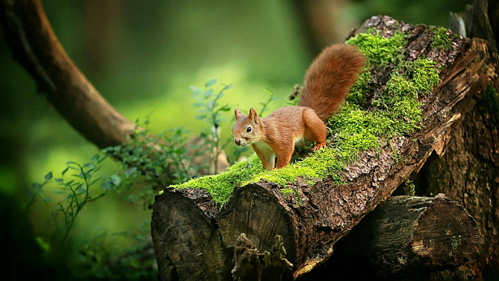 nature, wildlife, mammal, squirrel, trunk, moss, mossy, tree, red squirrel, woodland, cute, branch, rodent, wild animal, forest, HD wallpaper