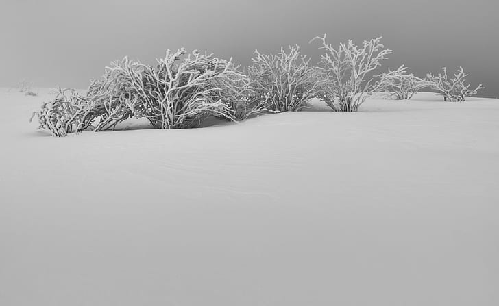 Winter White Snow Aesthetic ขาวดำ, ฤดูกาล, ฤดูหนาว, ธรรมชาติ, ภูมิประเทศ, แช่แข็ง, เต็มไปด้วยหมอก, ปกคลุม, หิมะ, ฝรั่งเศส, ยอดเขา, ขาวดำ, พุ่มไม้, Nikon, หมอกควัน, ดำและขาว, Montagne, D810, 50 มม. 1.4, Vosges, Hautes Vosges, 18-35 มม., Novembre, Silver Efex Pro 2, วอลล์เปเปอร์ HD