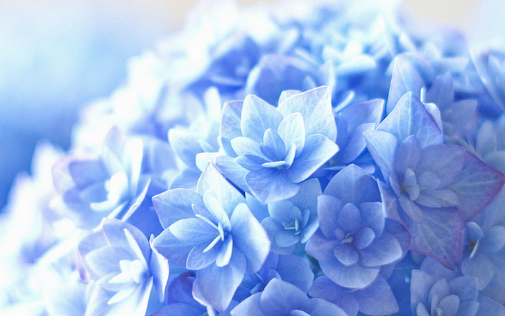 blue, hortensia, flower, beautiful, nature, HD wallpaper