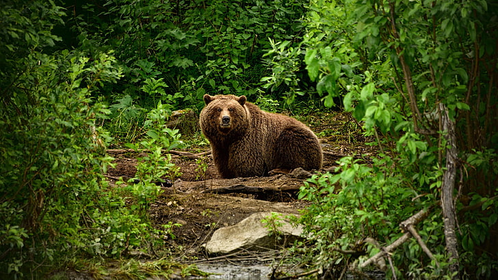 กริซลี่ย์, หมี, ความเป็นป่า, สัตว์ป่า, สัตว์ป่า, สัตว์ป่า, หมีกริซลี่, หมีสีน้ำตาล, สัตว์บก, ป่า, ป่าไม้, วอลล์เปเปอร์ HD