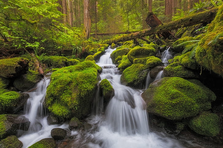 forest, stream, stones, waterfall, moss, river, cascade, Washington, Olympic National Park, HD wallpaper