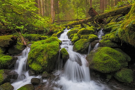  forest, stream, stones, waterfall, moss, river, cascade, Washington, Olympic National Park, HD wallpaper HD wallpaper
