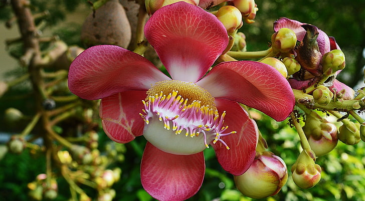 Shorea robusta Roxb, Nature, Fleurs, Fond d'écran HD