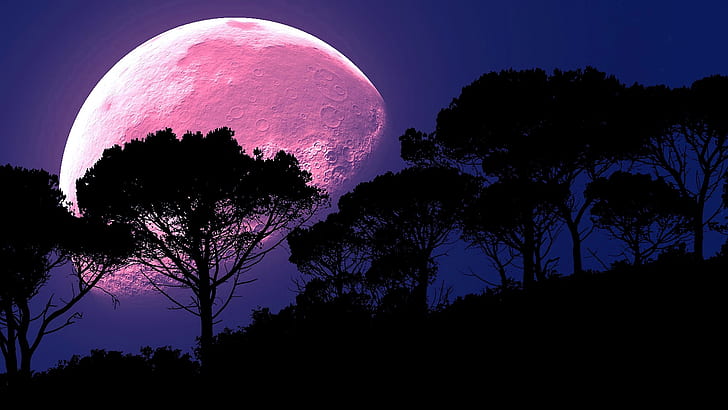 full moon, trees, silhouette, supermoon, moon, new moon, atmosphere, astronomical object, moonlight, night, strawberry moon, celestial event, midnight, tree, darkness, HD wallpaper