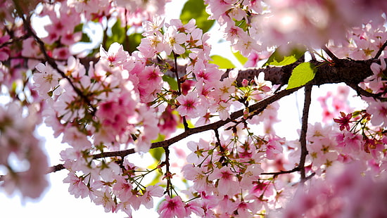 снимка на селективен фокус на розови венчелистчета на дърво, розов цвят, дърво, пролет, природа, клон, Япония, цвете, цвят, венчелистче, цвете Глава, черешов цвят, растение, свежест, череша, HD тапет HD wallpaper