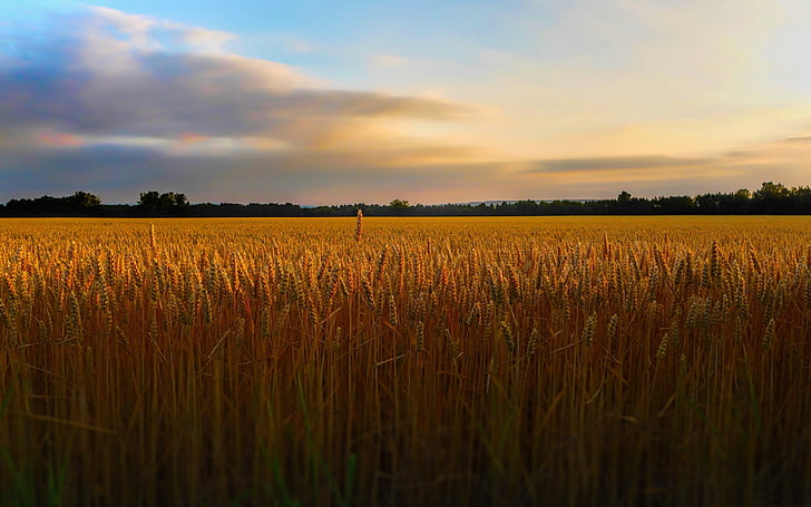 황금 밀밭 풍경 사진 HD 배경 화면, 밀밭, HD 배경 화면