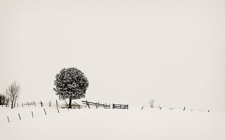 gray leaf tree, landscape, snow, trees, monochrome, white, fence, nature, winter, HD wallpaper