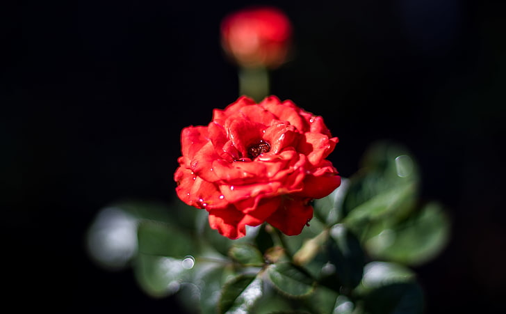 美しい赤いバラ、自然、花、花、バラ、水滴、レッドローズ、 HDデスクトップの壁紙