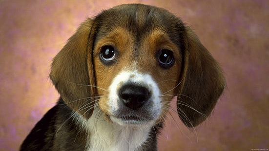 Belo filhote de cachorro, filhote de cachorro beagle tricolor, animal, cachorro, filhote de cachorro, HD papel de parede HD wallpaper