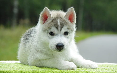 白とグレーのシベリアンハスキーの子犬、子犬、ハスキー、ダウン、かわいい、 HDデスクトップの壁紙 HD wallpaper