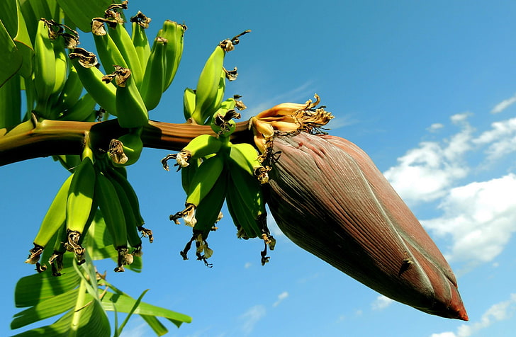 banana flower, banana heart, banana tree, bananas, flower, fly, food, fruits, healthy, insect, plantain, sky, tree, HD wallpaper