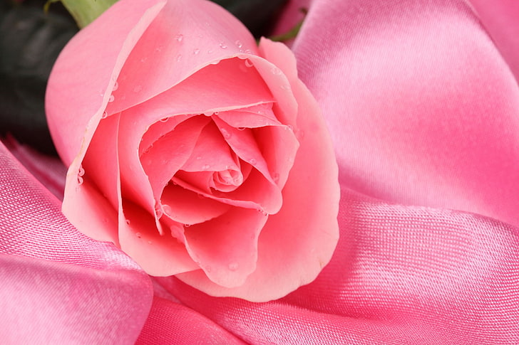 pink rose flower on pink silk textile during daytime in selective focus photography, flower, drops, Rosa, pink, rose, HD wallpaper