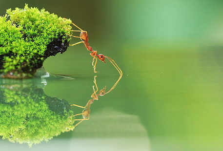 eld myra på grönt gräs nära lugn vattensamling i närbild foto, röd myra, röd myra, röd myra, eld myra, grönt gräs, lugn, vattensamling, närbild, dricka, makrofotografering, vacker, natur, insekt, HD tapet HD wallpaper