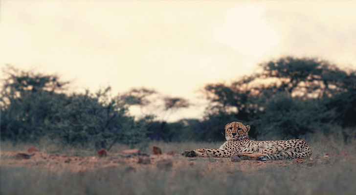 Brauner Gepard, Leopard, Raubkatzen, Tiere, Natur, Leopard (Tier), HD-Hintergrundbild