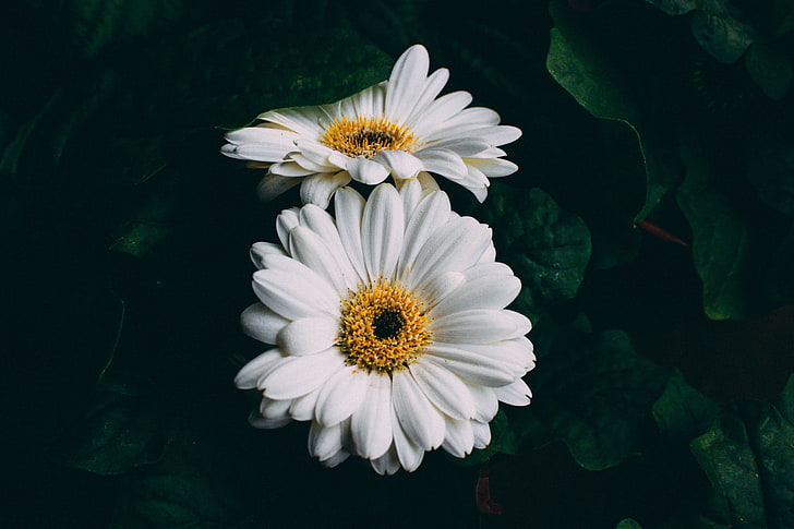 زهرة الأقحوان الأبيض ، الجربرا ، الأبيض ، الزهور، خلفية HD