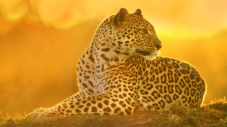 adult leopard, cat, predator, leopard, HD wallpaper