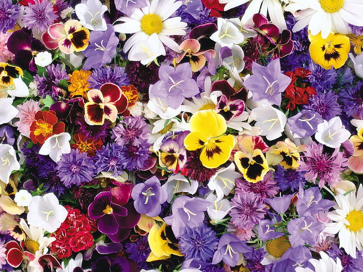 assorted-color pansy flowers, pansies, cornflowers, bluebells, flowers, assorted, HD wallpaper
