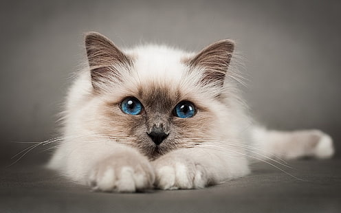 Симпатична бирманска котка, бирманска котка, сладка, малка, HD тапет HD wallpaper