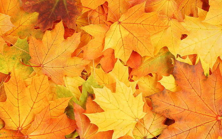 Autumn season, yellow maple leaves fall all over the floor, Autumn, Season, Yellow, Maple, Leaves, Fall, All, Over, Floor, HD wallpaper