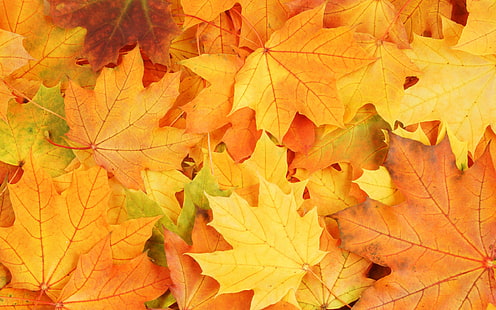 Sezon jesienny, żółte liście klonu opadają na podłogę, jesień, sezon, żółty, klon, liście, jesień, wszystko, ponad, podłoga, Tapety HD HD wallpaper