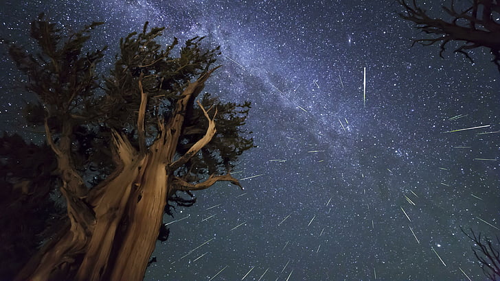 метеори, небе, звезди, голямо, дърво, млечен път, звездна нощ, нощно небе, звездно небе, HD тапет