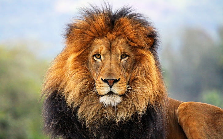 Lion, Mane, Eyes, HD wallpaper