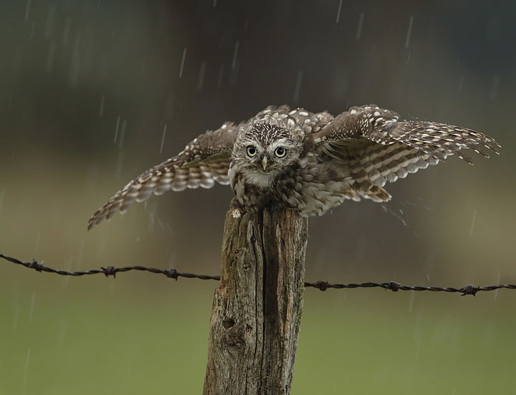 drops, rain, owl, bird, the fence, HD wallpaper