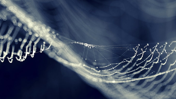 jaring laba-laba, sarang laba-laba, embun, tetesan air, makro, bokeh, Wallpaper HD
