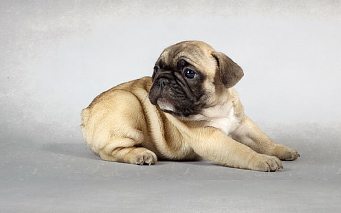 short-coated fawn pug, dog, pug, puppies, animals, HD wallpaper HD wallpaper