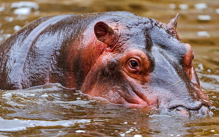 hipopótamo marrom, hipopótamo, água, rosto, nadar, caçar, HD papel de parede
