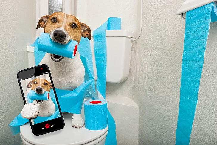 paper, photo, the situation, humor, toilet, the toilet, blue, the, Jack Russell Terrier, smartphone, HD wallpaper