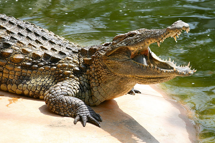 Subfamília de crocodilos Crocodylinae Grandes répteis de água nos trópicos na África Ásia América e Austrália Hd Wallpaper For Pc Tablet And Mobile 3840 × 2400, HD papel de parede