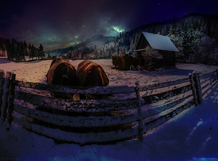 braunes und weißes hölzernes Boot, Sterne, Kuh, Nacht, Winter, Schnee, HD-Hintergrundbild