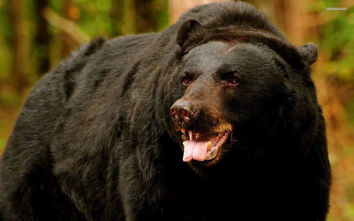 الدب الأسود الأمريكي ، الحيوانات ، الدببة ، الطبيعة ، أشبال الدب ، الدب الأسود ، الحياة البرية ، الدب البني، خلفية HD