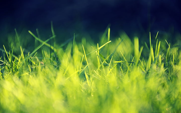 green grass, close-up photo of green grass, nature, grass, closeup, green, macro, plants, HD wallpaper