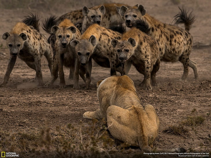 животные, живая природа, лев, гиены, 2017 (год), природа, National Geographic, Африка, HD обои
