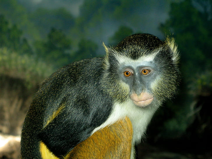 Sad monkey, sad, monkey, Animal, HD wallpaper