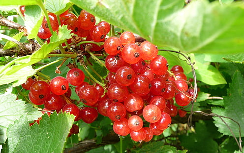 круглые красные плоды, смородина, красная, спелая, листья, ягоды, HD обои HD wallpaper