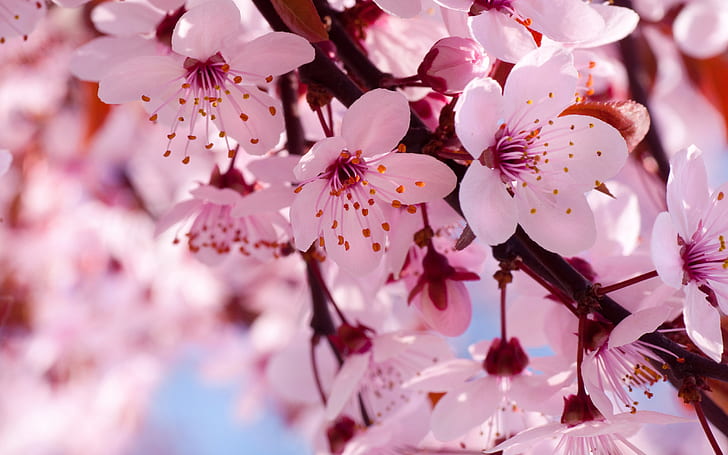 Весенние цветы в полном цвету, розовые вишни, весна, цветы, полный, цветение, розовый, вишня, цветет, HD обои