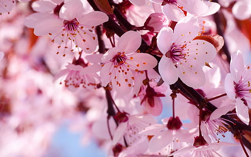 Fiori di primavera in piena fioritura, fiori di ciliegio rosa, primavera, fiori, pieno, fiore, rosa, ciliegia, fiori, Sfondo HD HD wallpaper