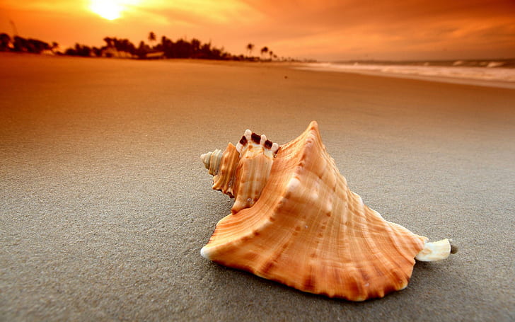 Seashell Beach Sunset, braune und weiße Muschel, Strand, Natur, Muschel, Sonnenuntergang, HD-Hintergrundbild