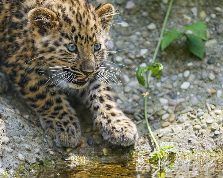 cat, look, stones, leopard, cub, kitty, Amur, ©Tambako The Jaguar, HD wallpaper