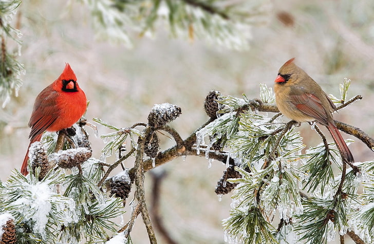 animal, bird, branch, cardinal, northern, pine, winter, HD wallpaper