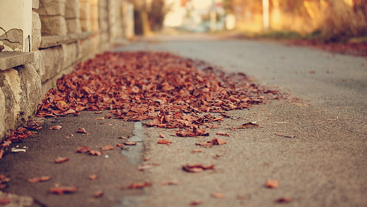 乾燥した葉、被写界深度、葉、通り、秋、 HDデスクトップの壁紙