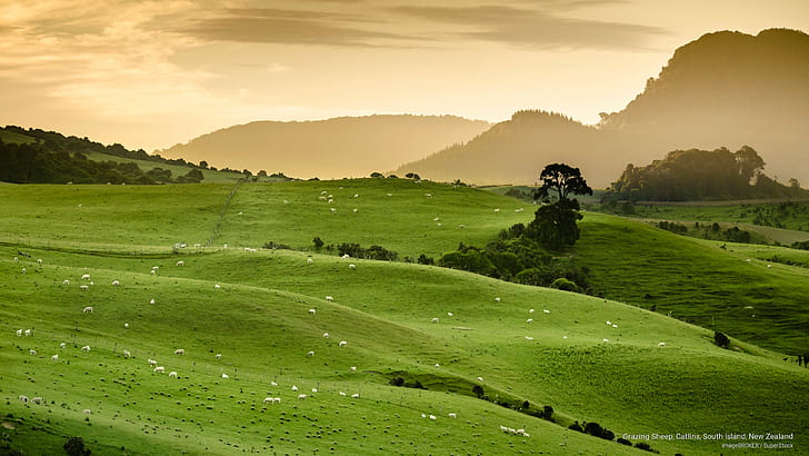Grazing Sheep, Catlins, Pulau Selatan, Selandia Baru, Oseania, Wallpaper HD