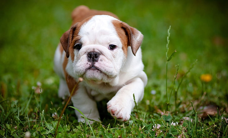 white and brown English bull dog puppy, grass, flower, puppy, nature, dog, animal, cute, vegetation, hana, kuwaii, moe, outdoor, Bulldog, english bulldog, animal beauty, puppy bulldog, puppy English bulldog, cuddly, fat, flower countryside, HD wallpaper