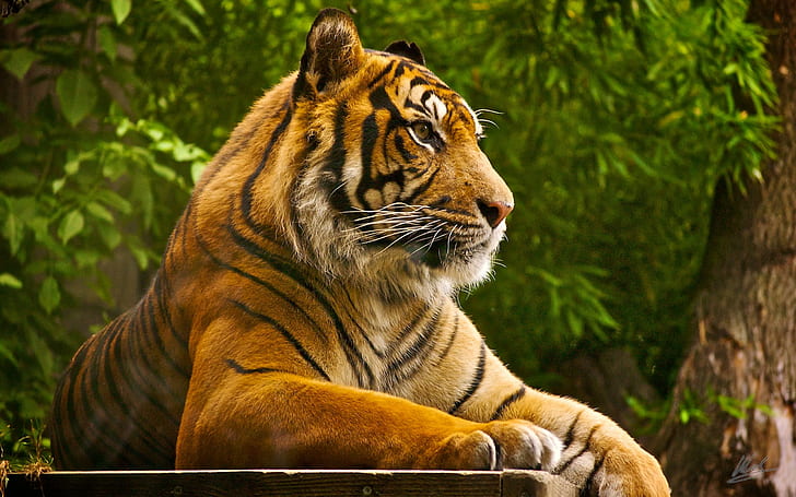 Sumatra-Tiger, Tiger, Sumatra, Tiger, HD-Hintergrundbild